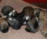Tibet Terrier Welpen